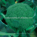 BR01 LJ no.1 60 days green hybrid broccoli seeds